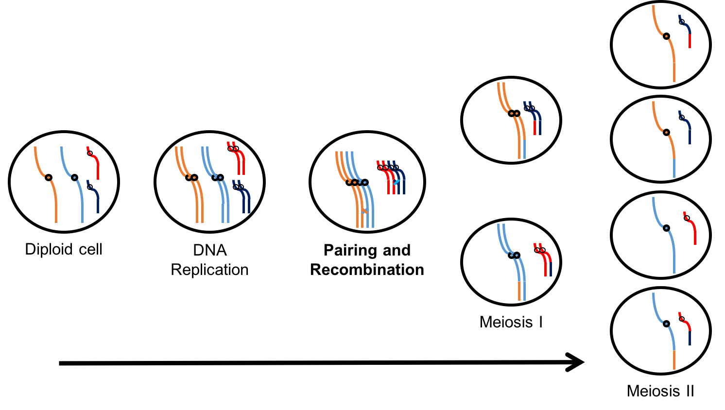 Zygotene Diagram Images - How To Guide And Refrence