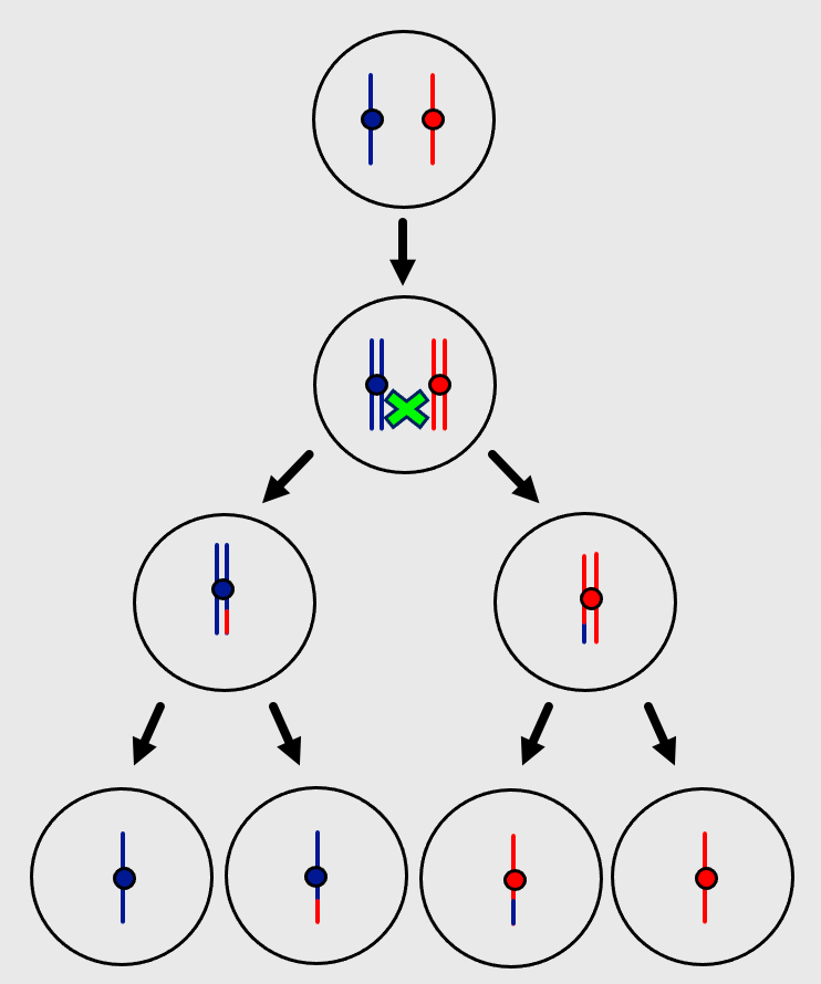 Our Research – Burgess Lab